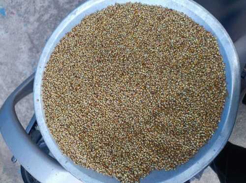 99% Pure Food Grade Indian Origin Common Cultivated Whole Bajra Seeds
