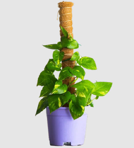 Green Money Plant For Perfect Addition To Your Home And Office