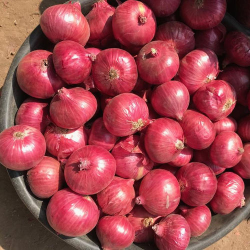 No Pesticide Residue Farm Fresh Red Onion For Cooking And Salad Dressing