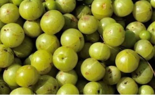 Pure And Fresh Commonly Cultivated Raw Whole And Sour Taste Amla