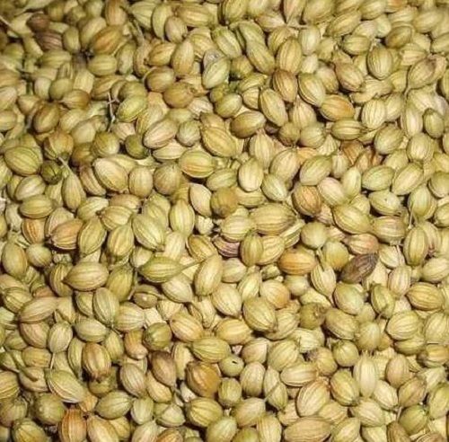 Hybrid Organic Coriander Seeds Admixture (%): Na