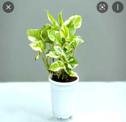 Insect Resistant Full Sun Exposure Fast Growth Green Leaves Money Plant