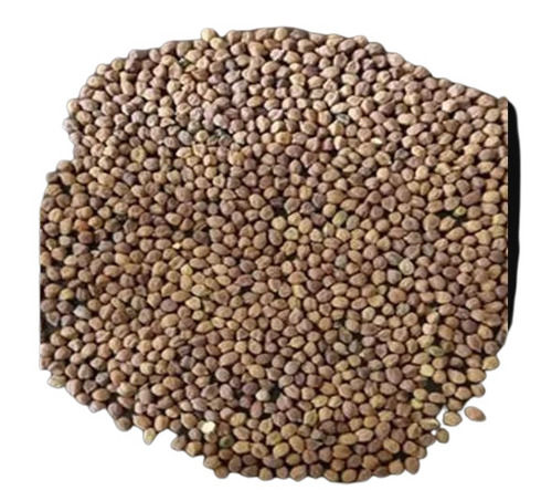 Sur Dried Common Chickpeas with 9.5% Moisture and 2% Admixture