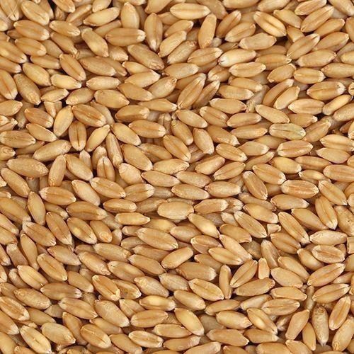 14% Moisture Fresh Dried Seasonal Whole Wheat Grain