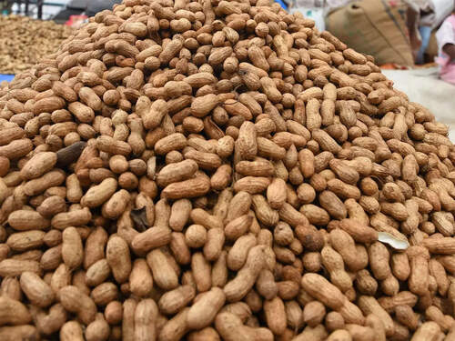 99% Pure Food Grade Indian Origin Common Cultivated Whole Groundnut Seeds