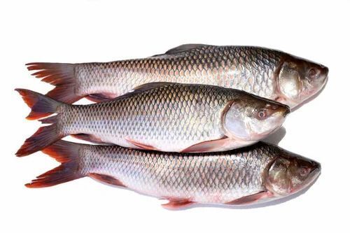 Highly Nutrient Enrich And Healthy Frozen Whole Rohu Fish