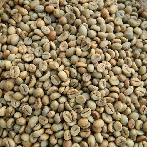 White Robusta S16 Clean Coffee Beans With Moisture 12.5 % Max