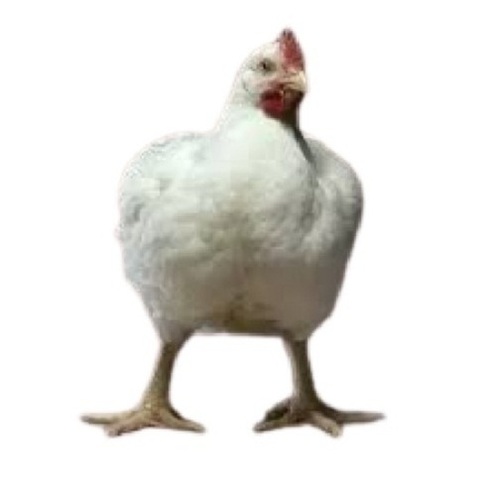 White 17 Months Healthy Poultry Farm Infection-Free Broiler Chicken