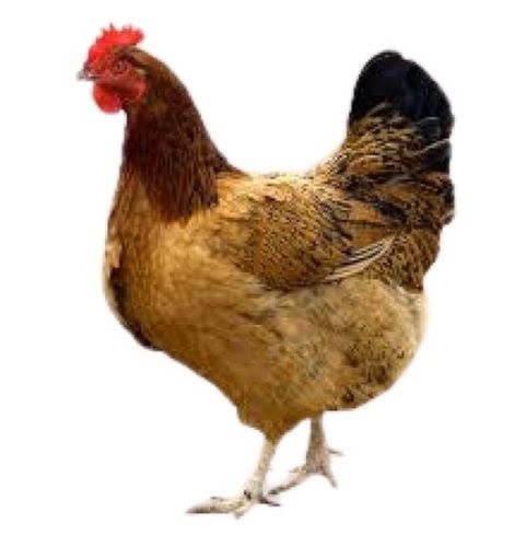 Indian Brown Colored Live Country Chicken For Poultry Farming
