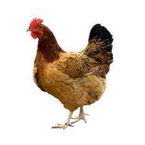 Brown Country Live Chicken For Poultry And Commercial Use 