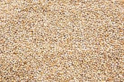 Commonly Cultivated 100% Pure Hard Textured Medium Size Dried Pearl Millet