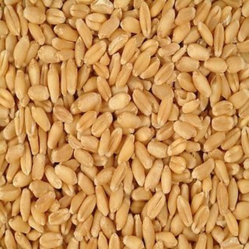 Pure And Dried Commonly Cultivated Whole Raw Wheat Grain