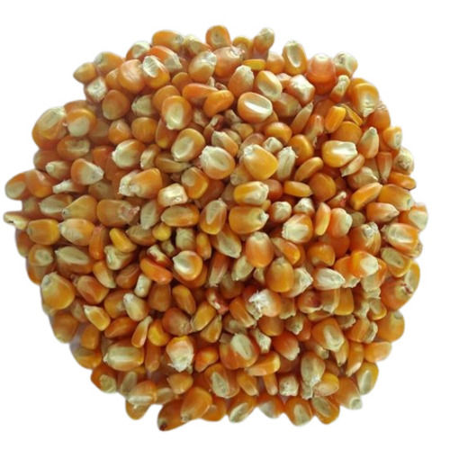 Pure And Dried Commonly Cultivated Whole Raw Yellow Maize Grain Admixture (%): 5%