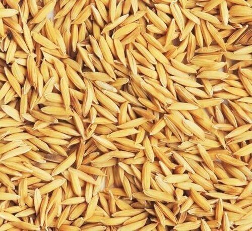 Pure And Dried Raw Whole Commonly Cultivated Rice Paddy Seeds