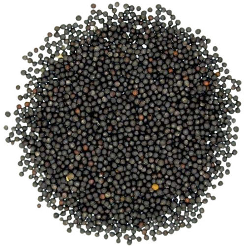 Pure And Dried Whole Raw Commonly Cultivated Black Mustard Seeds