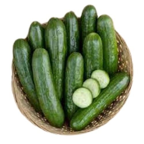 Raw Healthy Long Shape Naturally Grown Farm Fresh Cucumber