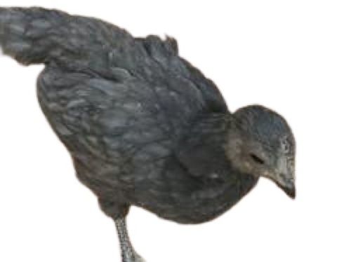 2 Kg Poultry Farm Live Black Kadaknath Breed Chicken Gender: Both