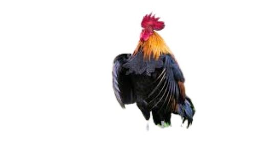 4 Kg Multicolor Live Country Chicken For Poultry Farming