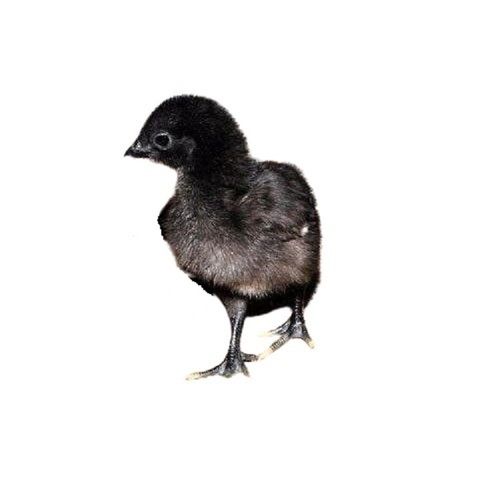 Black 40 Gram Infection Free Poultry Farm Kadaknath Male Live Chicks