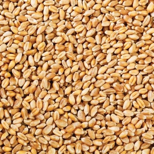 99.8% Pure Fresh Wheat Grain With 14% Moisture