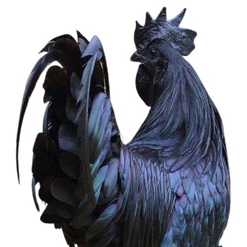  मुर्गी पालन के लिए काला कड़कनाथ लाइव चिकन 