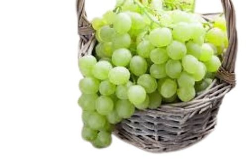 Common Cultivated Oval Shape Sweet Taste Green Grapes 