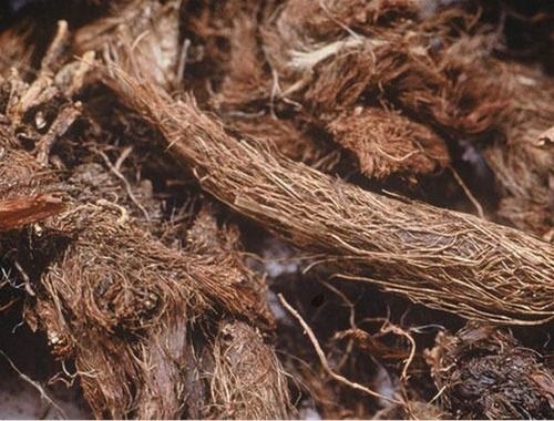 Silver Pure And Natural Dried Jatamansi Root For Medical Purpose