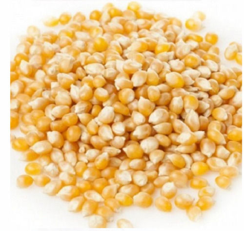 98% Pure Dried And Cleaned Yellow Maize Seeds