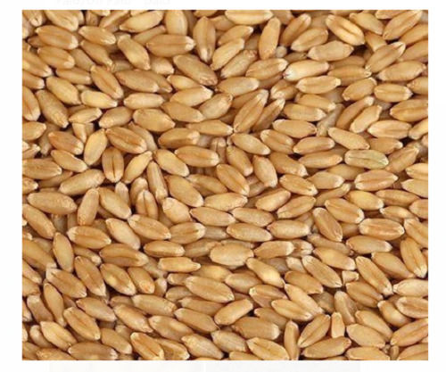 Commonly Cultivated Hard Dried Organic Whole Wheat Grain