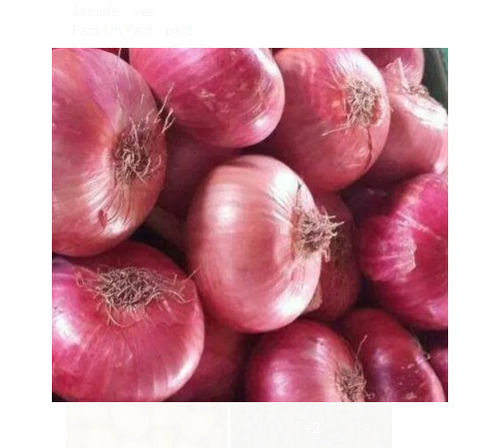 Commonly Cultivated Round Fresh Raw Red Onion Moisture (%): 86%