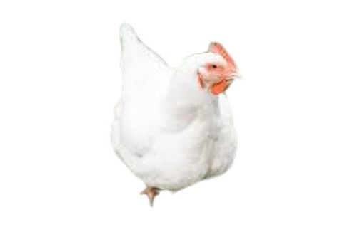 White Poultry Farm Fresh Flexible Breast Bone Live Broiler Chicken