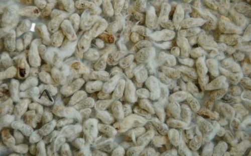 Premium Quality 100 Gram Light Weight Cotyledon Dried Cotton Seed