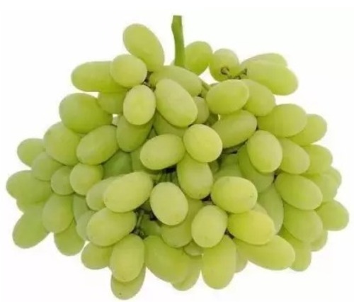 हरा ए ग्रेड मीठा और रसदार सामान्य रूप से उगाए जाने वाले साबुत ताजे अंगूर