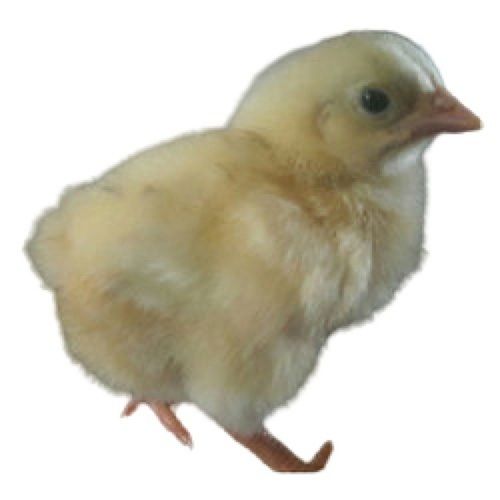 Light Yellow Live Country Chicks For Poultry Farm Gender: Both