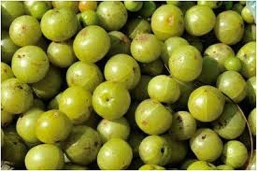 100% Organic Farm Fresh Indian Origin Sour Tasty Green Gooseberry