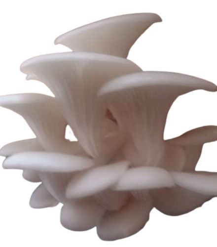 2 To 10 Inches Grade-A Iqf Freezing Fresh Pleurotus Ostreatus Mushroom