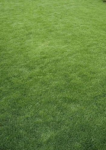 Scratch Resistant 3.71X20 Meter Plain Nylon And Polyethylene Artificial Grass For Indoor And Outdoor