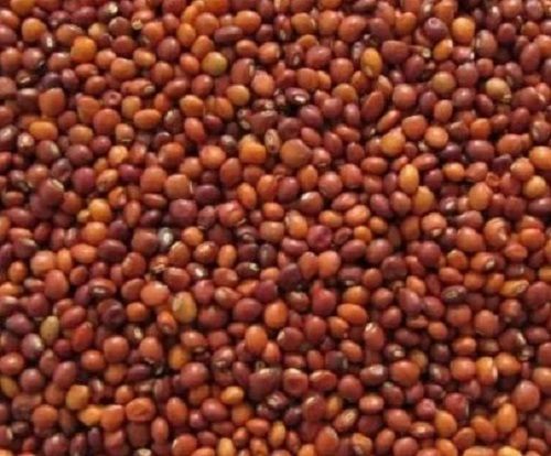 Commonly Cultivated 10.5% Moisture And 98% Purity Pigeon Peas