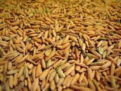 Medium Grain Commonly Cultivated 100% Pure Fresh Dried Healthy Paddy Rice