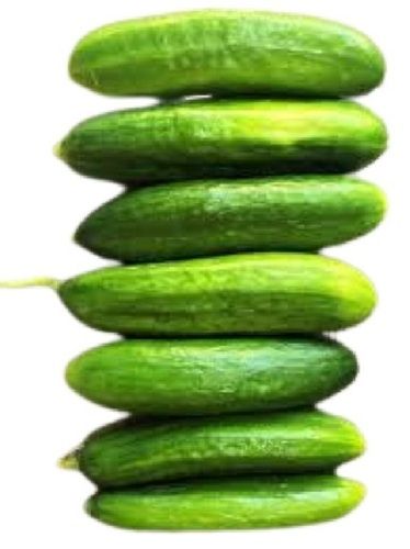 Farm Fresh Long Shape Raw Green Cucumber Moisture (%): 97%