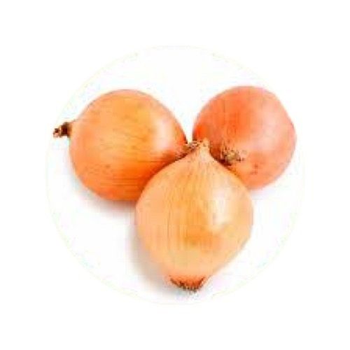 A Grade Naturally Grown Farm Fresh Onion for Salads