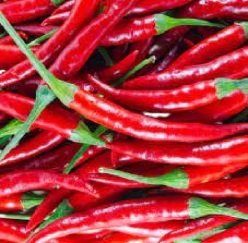पीस ए ग्रेड और मसालेदार प्राकृतिक रूप से उगाई जाने वाली ऑर्गेनिक लॉन्ग शेप फार्म फ्रेश रेड चिली