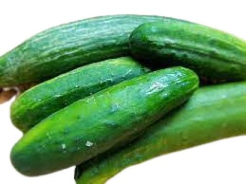 Farm Fresh Long Shape Raw Green Cucumber Moisture (%): 97%