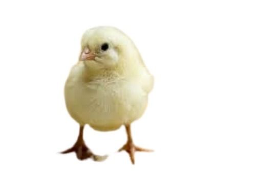 Light Yellow Live Broiler Chicken For Poultry And Commercial Usage