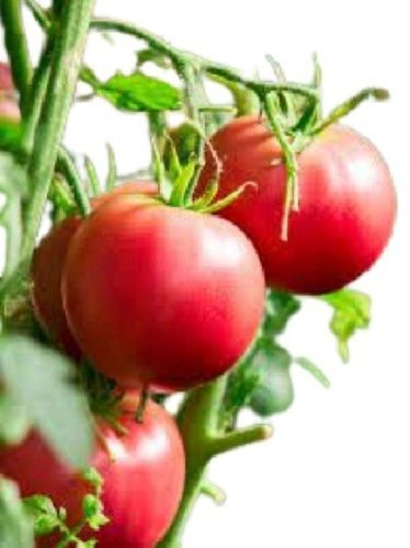 Round Shape Naturally Grown Fresh Tomato Moisture (%): 55%