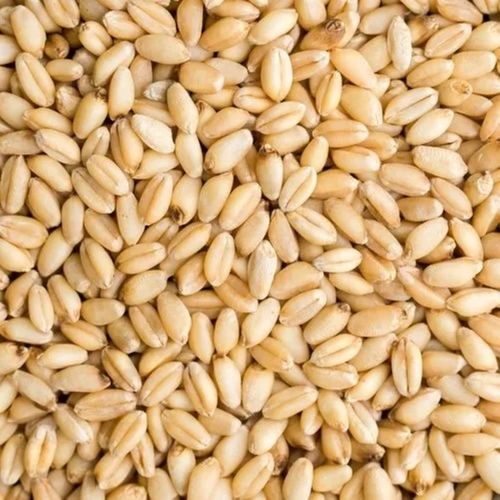 14% Moisture 5% Broken 99% Pure Hard Dried Raw Style Organic Wheat Grain