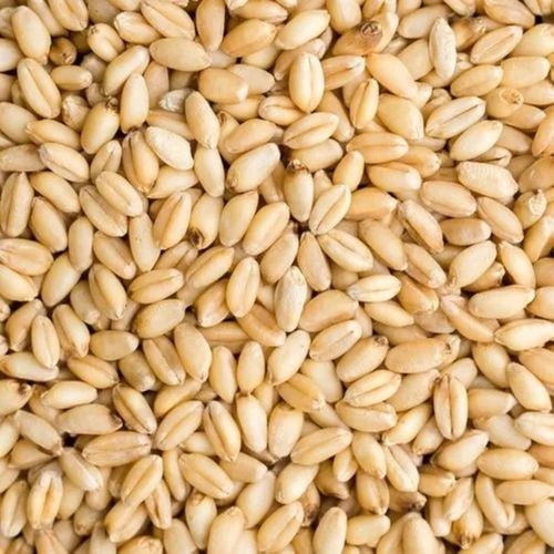 Light Yellow 14% Moisture 5% Broken 99% Pure Hard Dried Raw Style Organic Wheat Grain