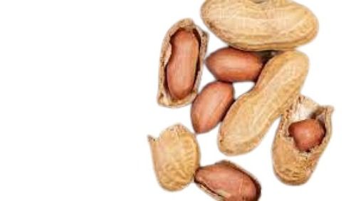 A Grade Indian Origin Medium Size Brown Fresh Peanut Broken (%): 1