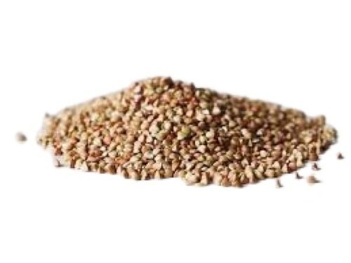 buckwheat