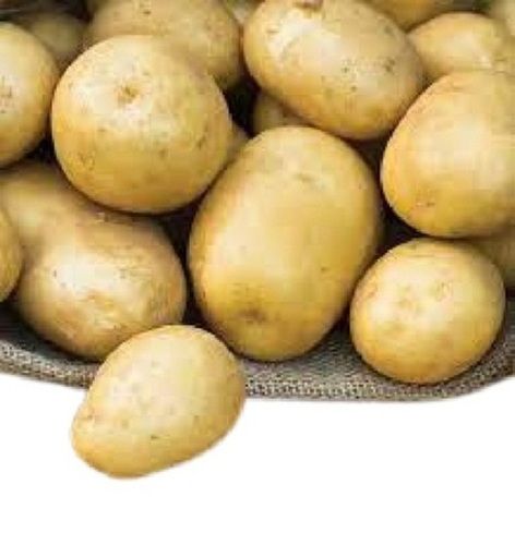 Brown Oval Shape Naturally Grown Raw Fresh Potato Moisture (%): 86%